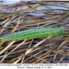 coenonympha pamphilus larva4c